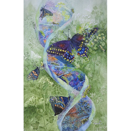 Painting of a double helix with every stage of a Black Swallowtail's life cycle shown on it.